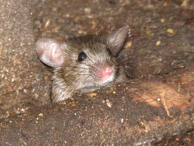 Souris gris,  mus musculus