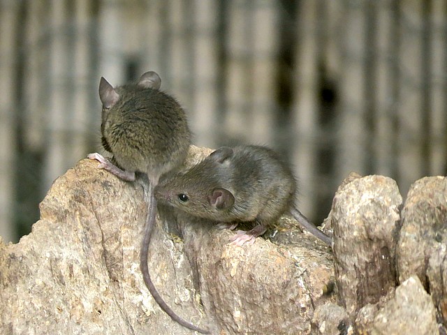 Souris gris,  mus musculus