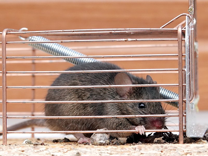 Souris grise, mus musculus