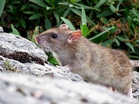 Surmulot, rat d'égout