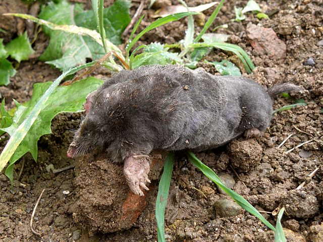 Taupe europenne, talpa europaea