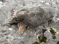 Taupe morte