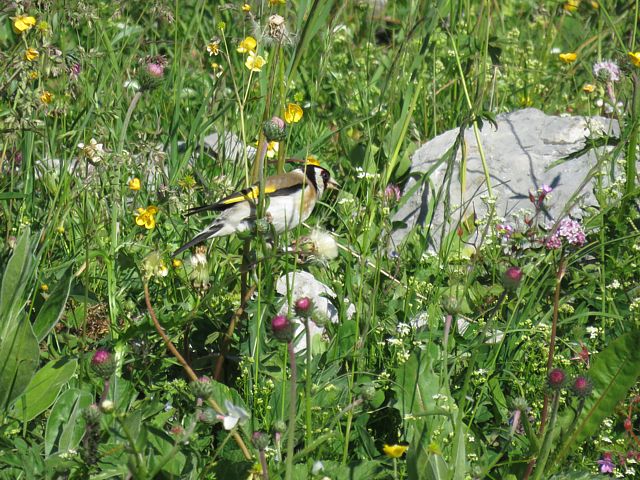 Chardonneret parmi les fleurs