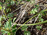 Oedipode