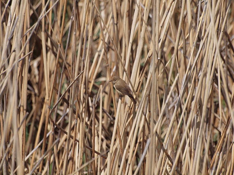 Chardonneret parmi les fleurs