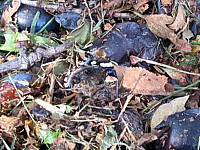Vulcain
