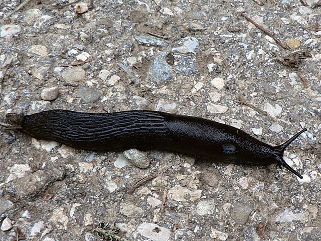Loche noire, limace noire, arion ater