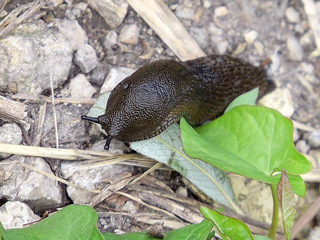 Loche noire, limace noire, arion ater