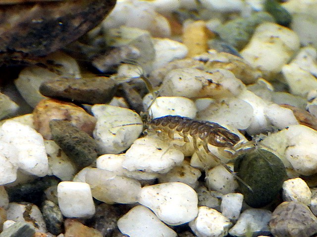 Aselle, asselus aquaticus