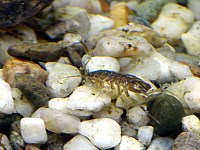 Aselle, asselus aquaticus