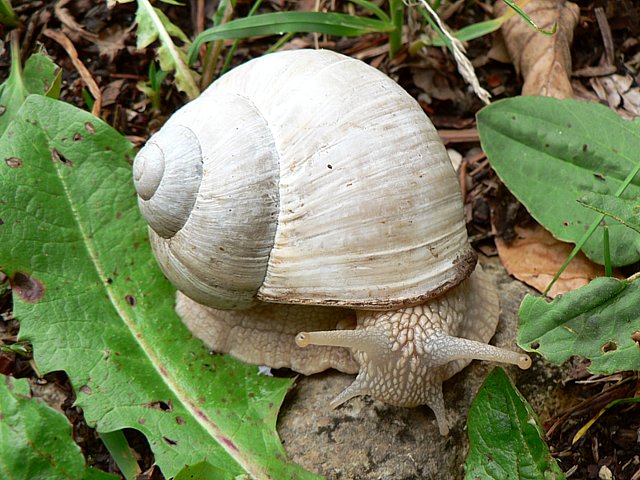 Escargot de Bourgogne, helix pomatia