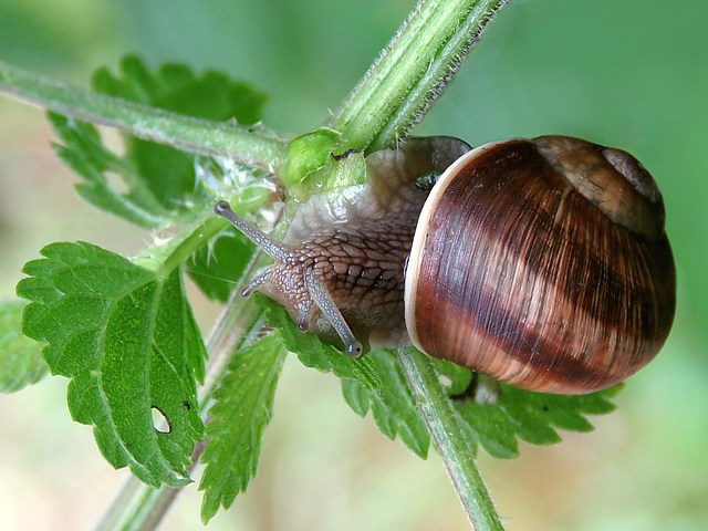 Escargot de Bourgogne 