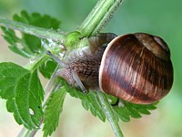 Escargot de Bourgogne