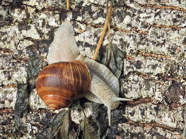 Escargot de Bourgogne, helix pomatia