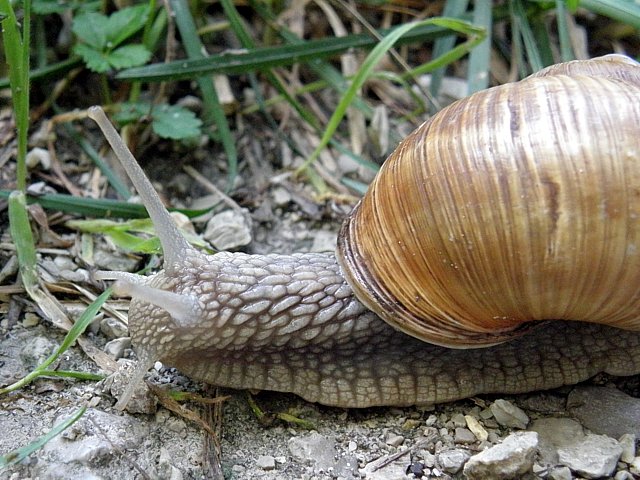 Tte d'escargot de Bourgogne, helix pomatia