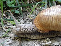 Tête d'escargot de Bourgogne