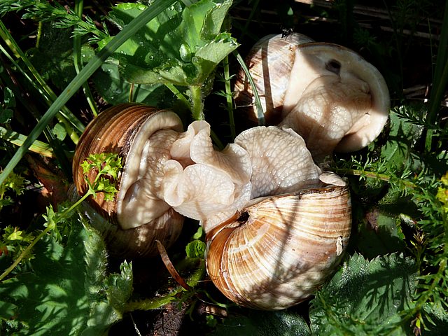 Accouplement d'escargots de Bourgogne