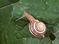 Escargot des jardins, cepaea hortensis