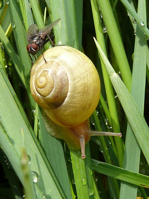 Escargot des jardins, cepaea hortensis