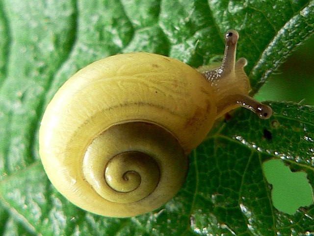 Escargot des jardins, cepaea hortensis