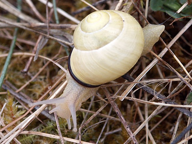 Escargot des bois, cepaea nemoralis