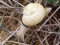 Escargot des bois, cepaea nemoralis