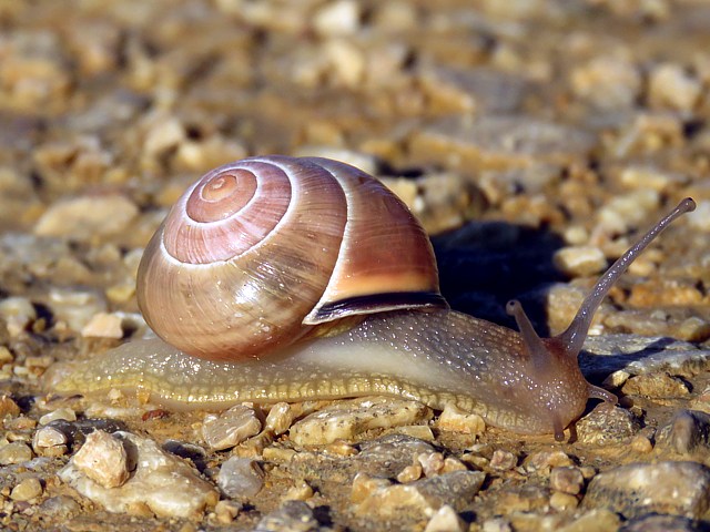 Escargot des bois, cepaea nemoralis