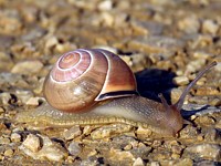 Escargot des bois, cepaea nemoralis