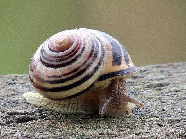 Escargot des bois, cepaea nemoralis