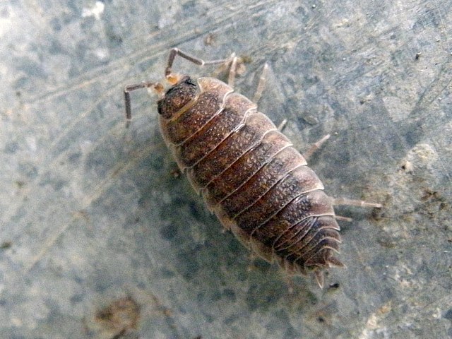 Cloporte des caves, porcellio scaber