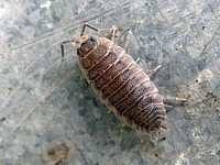 Cloporte des caves, porcellio scaber