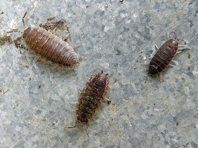 Cloporte des caves, porcellio scaber