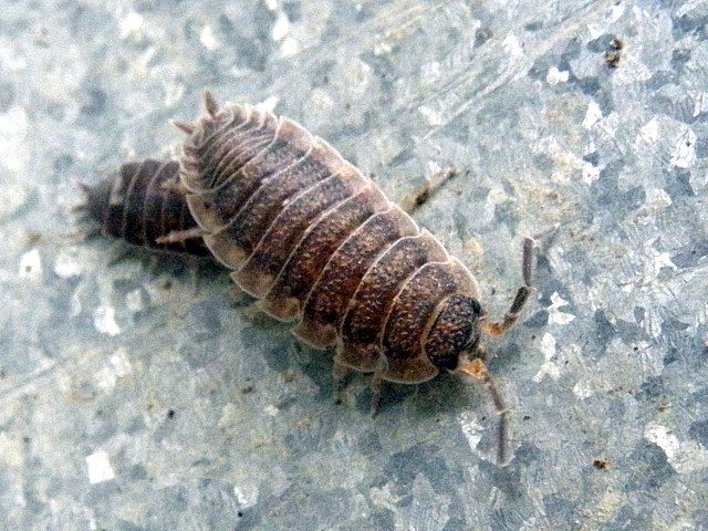 Cloporte des caves, porcellio scaber