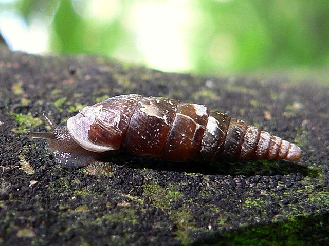 Cochlodina laminata