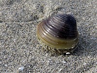 Corbicule asiatique, corbicula fluminea