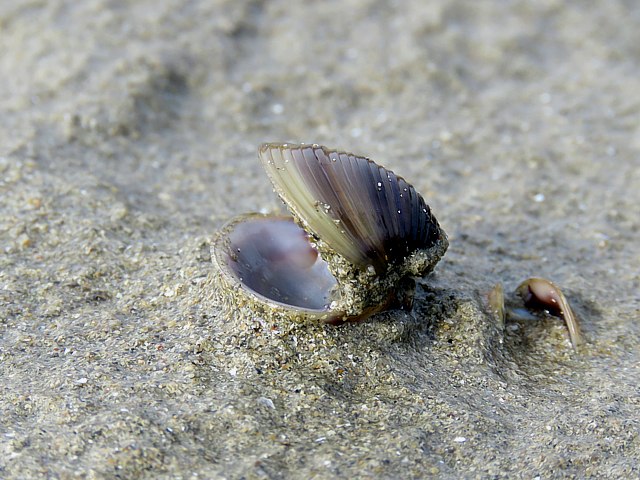 Corbicule asiatique, corbicula fluminea