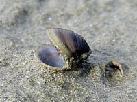 Coquilles de corbicules asiatiques