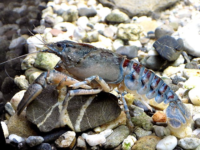 Ecrevisse américaine, orconectes limosus