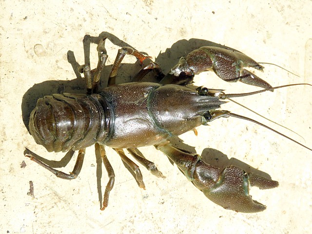 Ecrevisse de Californie, pacifastacus leniusculus