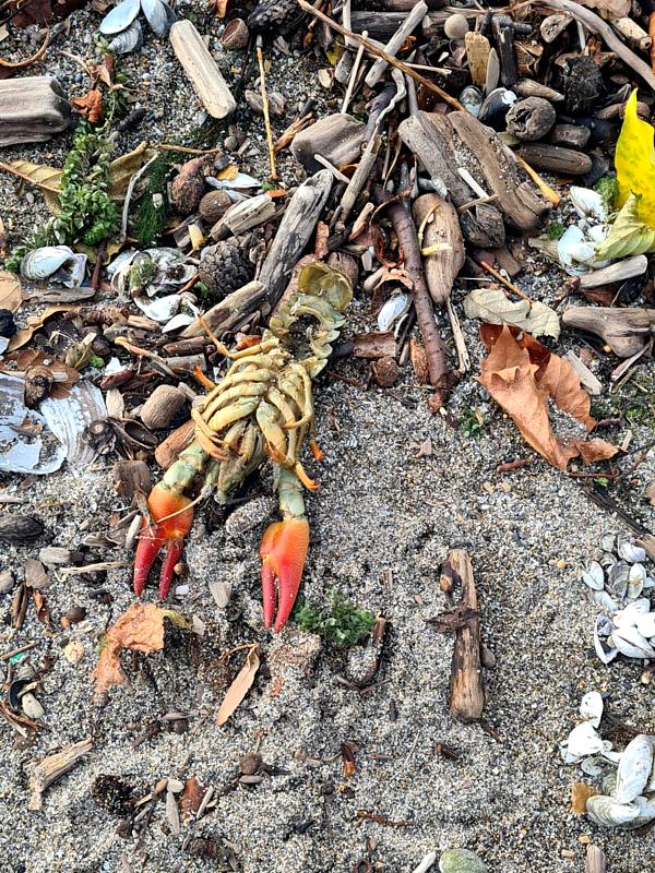 Moine des bois, monachoides incarnatus