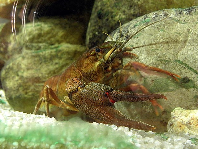 Ecrevisse  pieds rouge,  astacus astacus