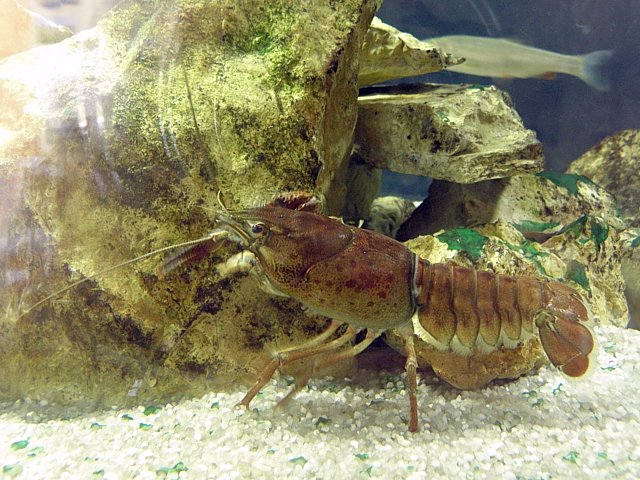 Ecrevisse  pieds rouges, astacus astacus