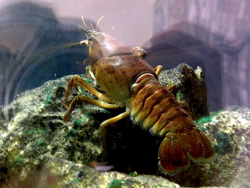 Ecrevisse � pieds rouges, astacus astacus