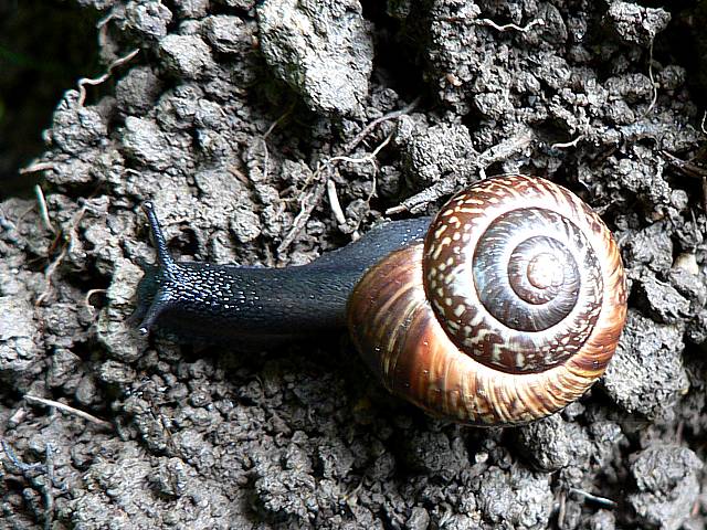 Escargot des arbres, arianta arbustorum