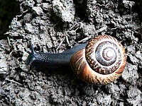 Escargot des arbres, arianta arbustorum