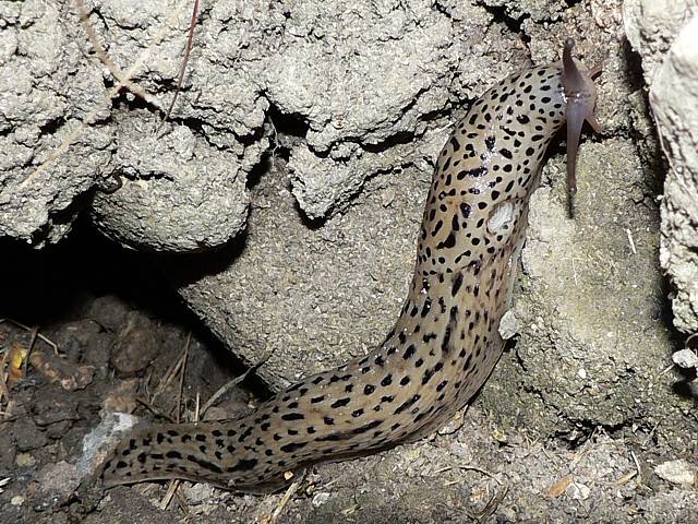 Limace léopard, grande limace,  limax maximus