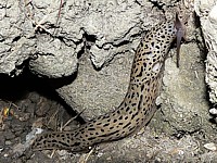 Grande limace, limax maximus