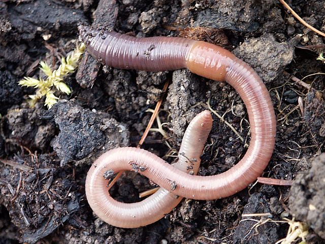 Lombric, lumbricus terrestris