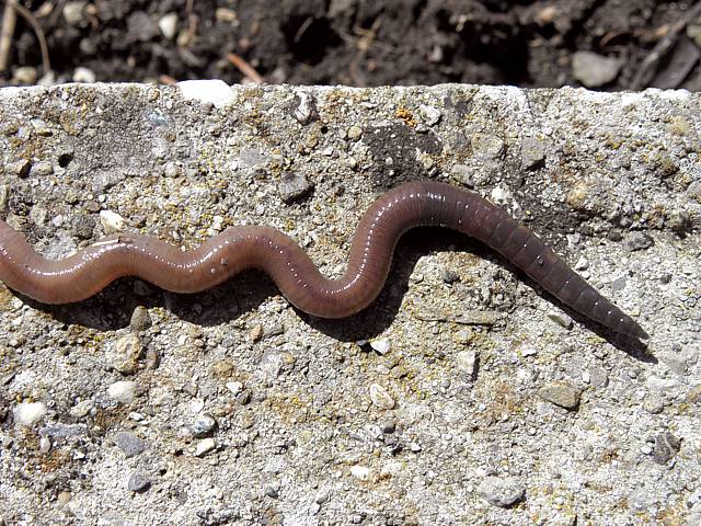 Lombric, ver de terre, lumbricus terrestris