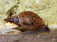 Lymnée des étangs, lymnaea stagnalis